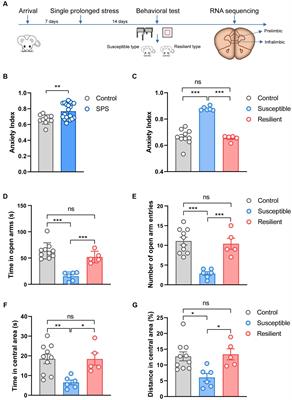 MicroRNA expression profiles of stress susceptibility and resilience in the prelimbic and infralimbic cortex of rats after single prolonged stress